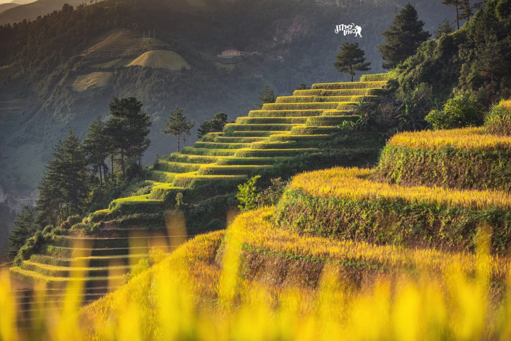 Điểm chụp Lúa Sáng Nhù