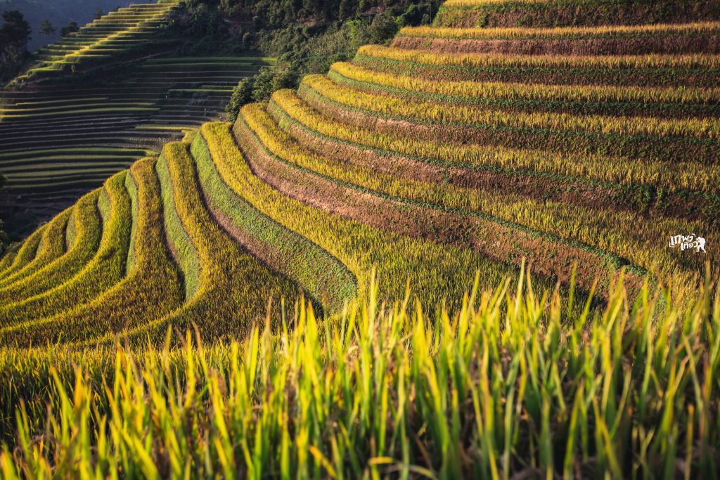 Điểm chụp Lúa Sáng Nhù