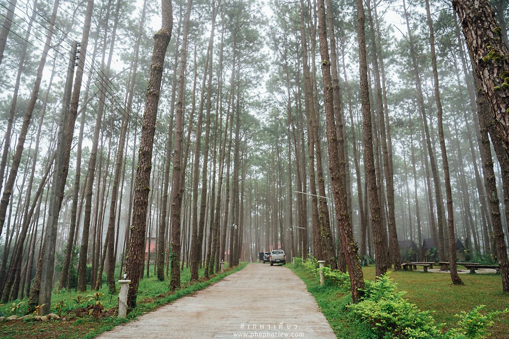 สวนป่าดอยบ่อหลวง